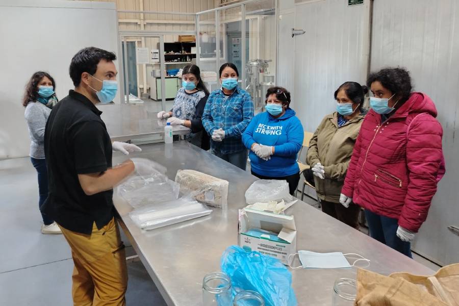 En Campus Angol UFRO mujeres de Collipulli participan en Curso de Producción de Hongos Comestibles